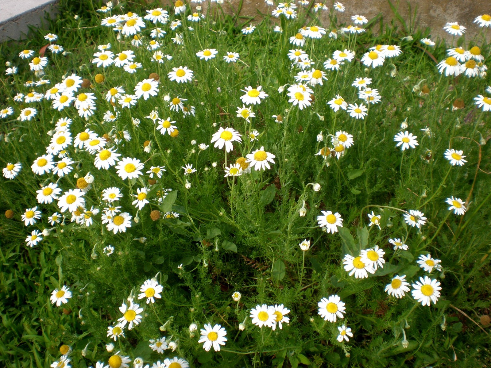500 Roman Chamomile Seeds – Chamaemelum nobile – Non-GMO Medicinal Herb