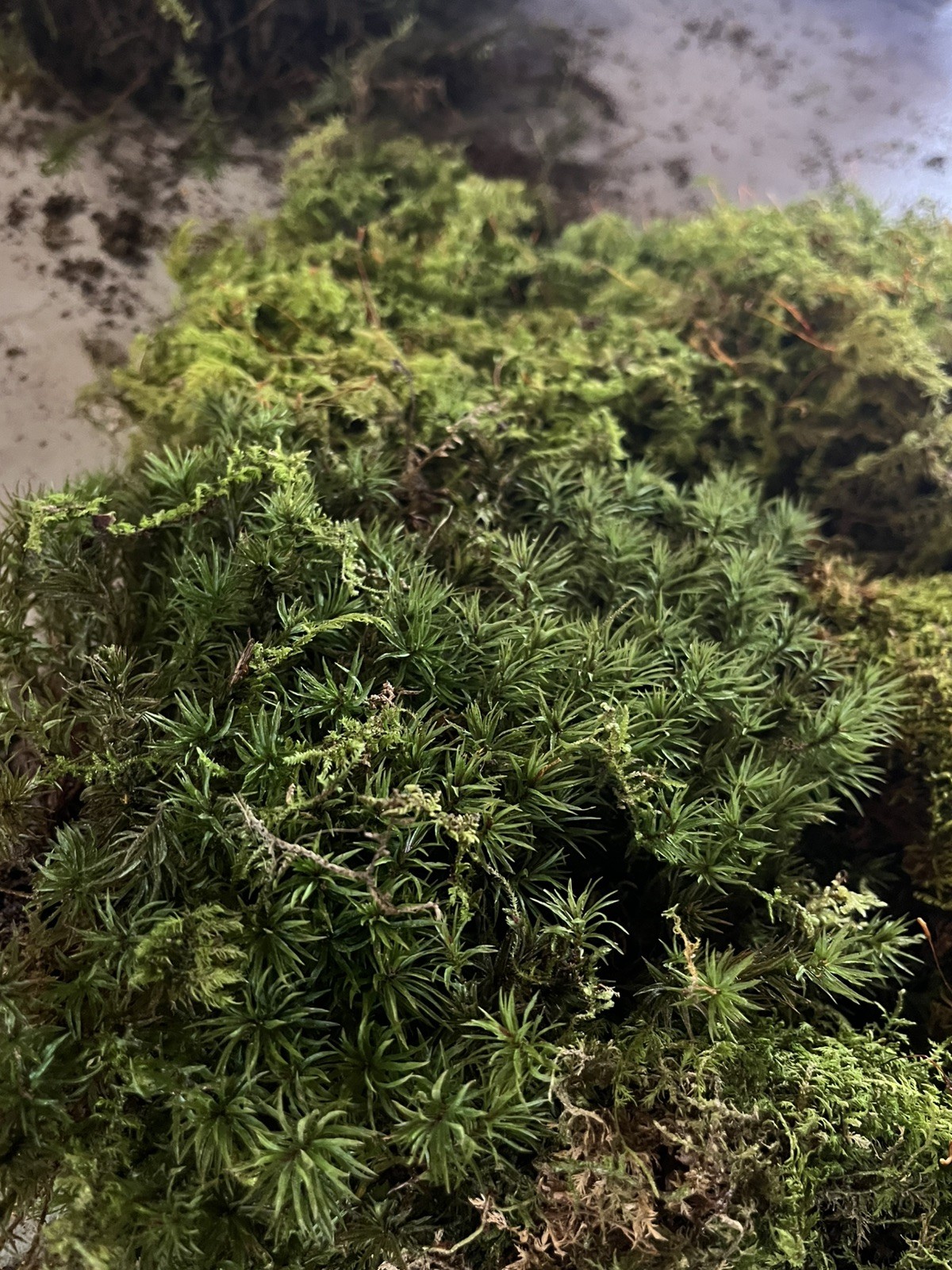 Live Sheet Moss Assortment 80oz – Terrarium, Vivarium, Fairy Gardens, Bonsai.