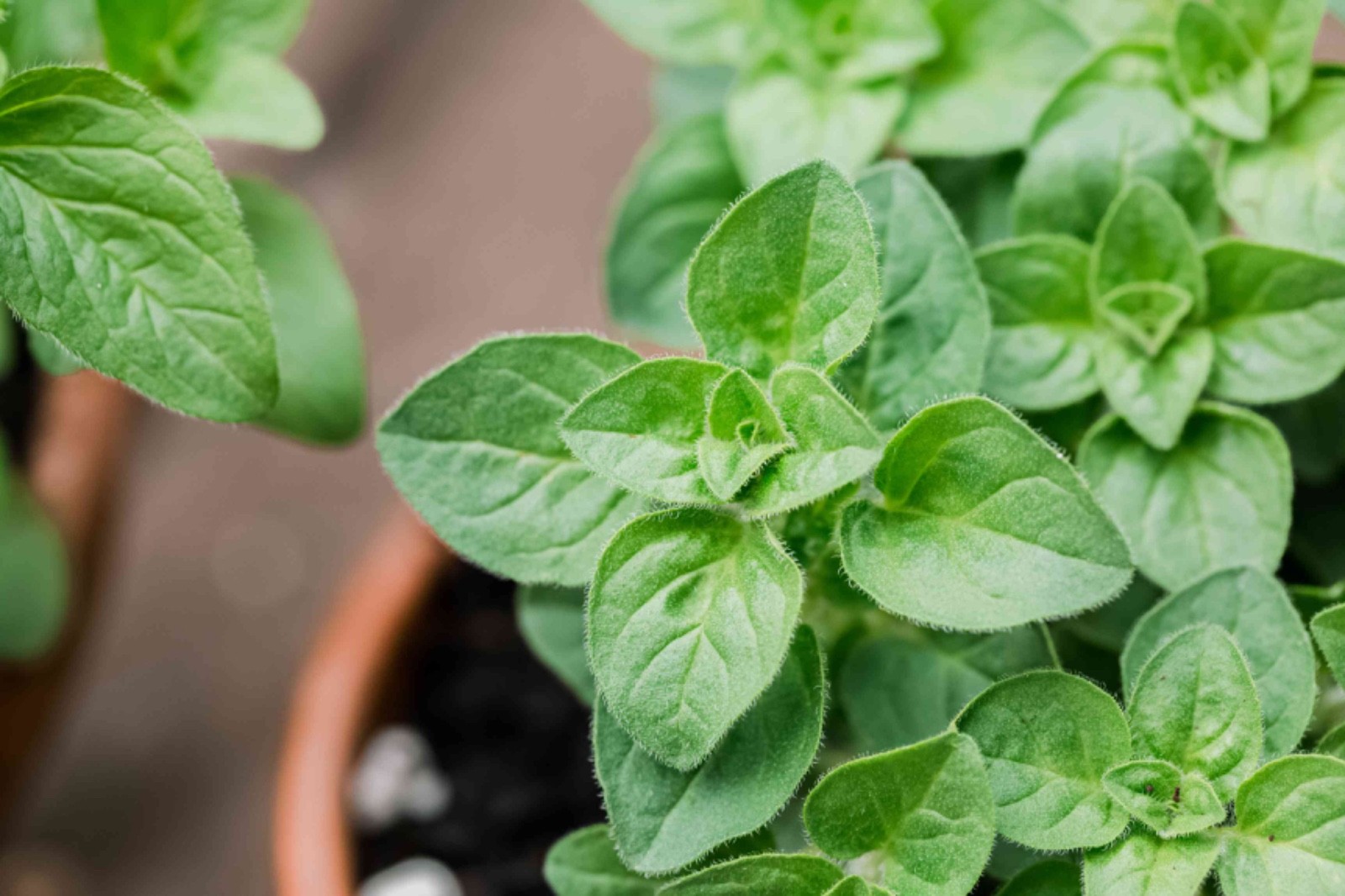 Organic Oregano-Origanum vulgare-NON GMO-Herb-Live Starter Plant-FREE SHIPPING!!