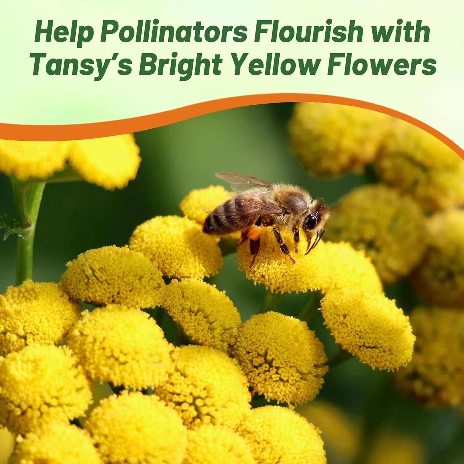 5000 Seeds Tansy Seeds – Golden Buttons Herb Seed