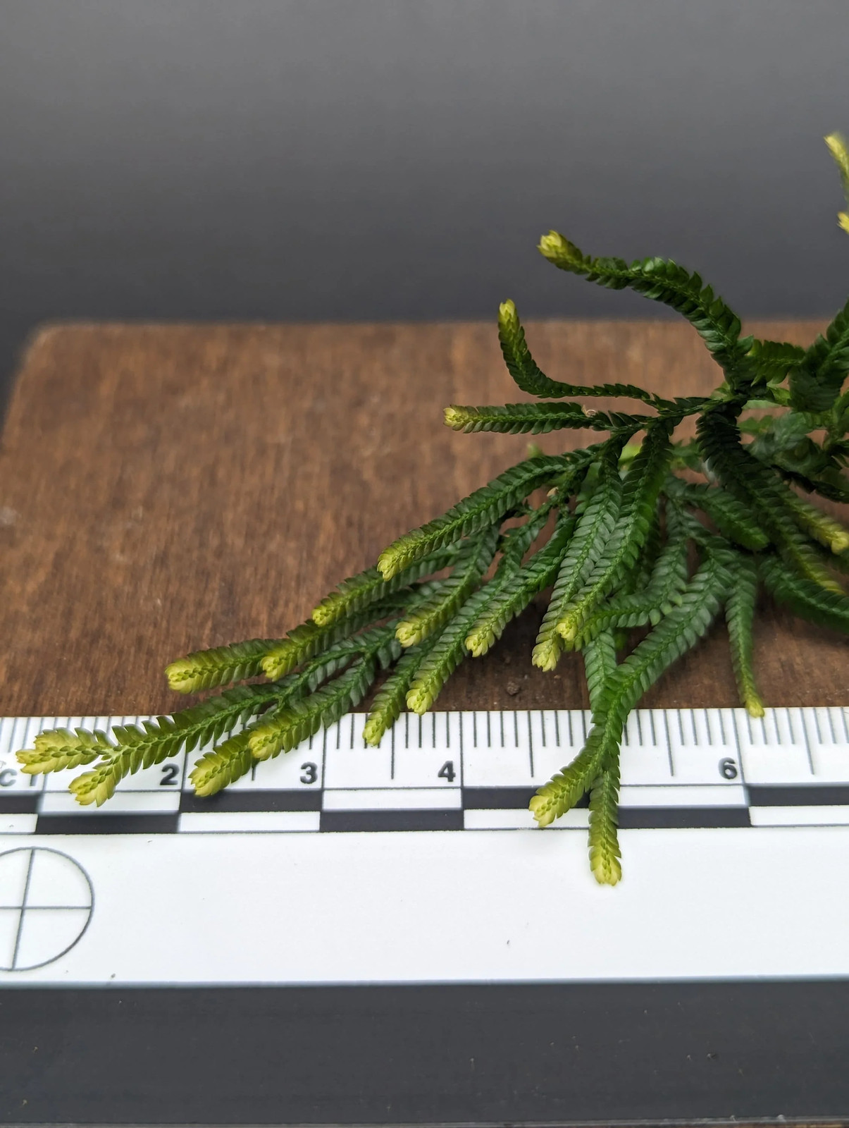 Selaginella sp. Sumatra 2 [cutting]