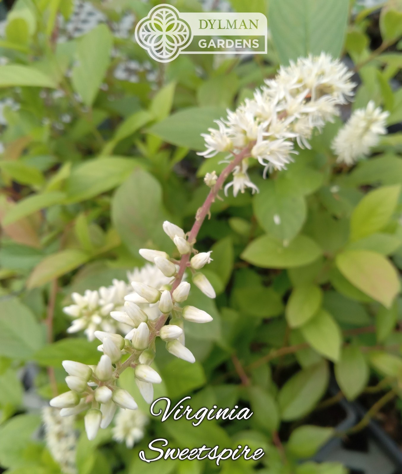 Sweetspire (Itea virginica) – Virginia Willow – Live Plant – Multiple Sizes