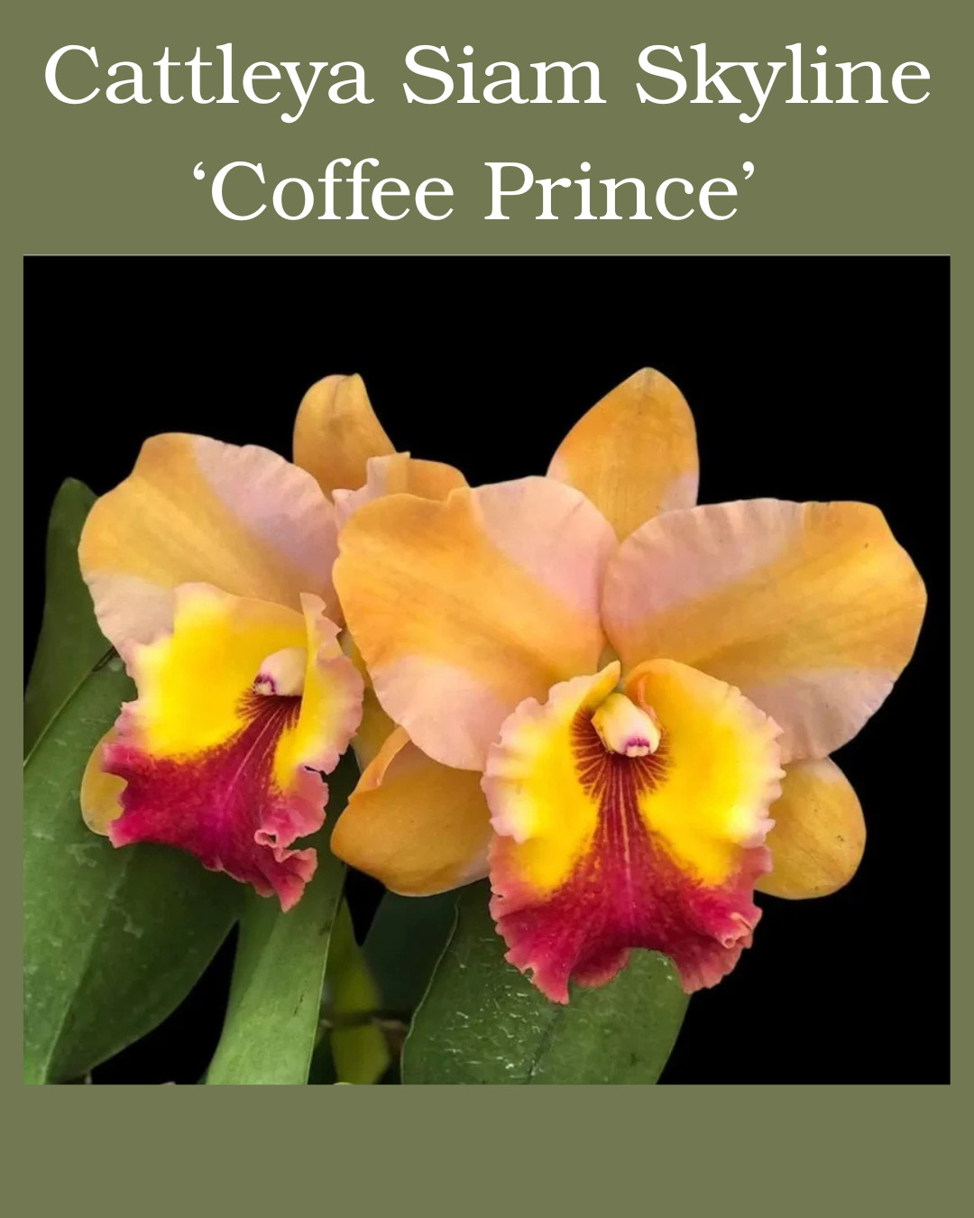 Cattleya Orchid Variety-BUNDLE of 5, 3.5 Inch Pots, Seedlings, See Description