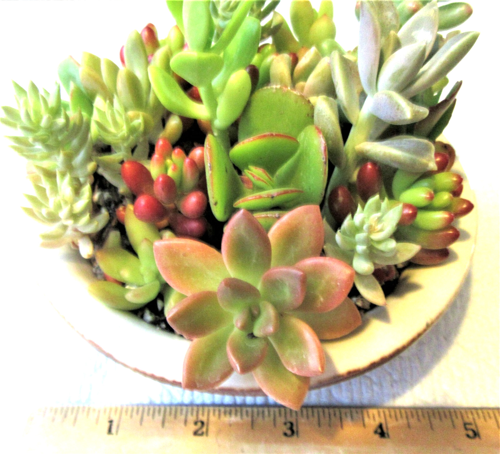 30+ ROSETTES 30 (!) Varieties Succulent 1-2 inch Cuttings Free Ship 2+ Lots