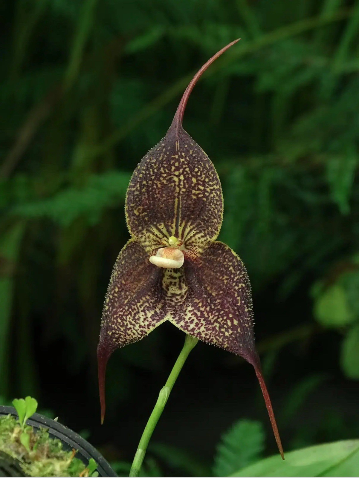 Dracula hirtzii ‘Blackie’ Orchid Species Bloom Size Division 1.5-2” Pot