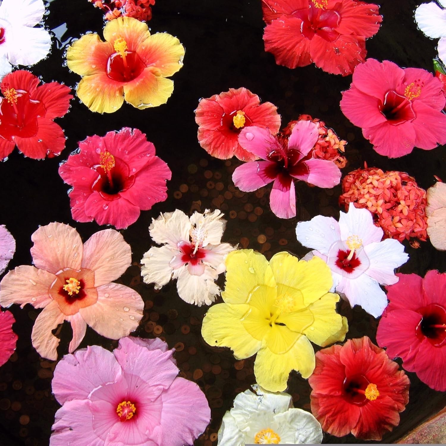 199+ Mixed Perennial Hibiscus Flower Seeds for Planting – Fresh Hardy Hibiscus E
