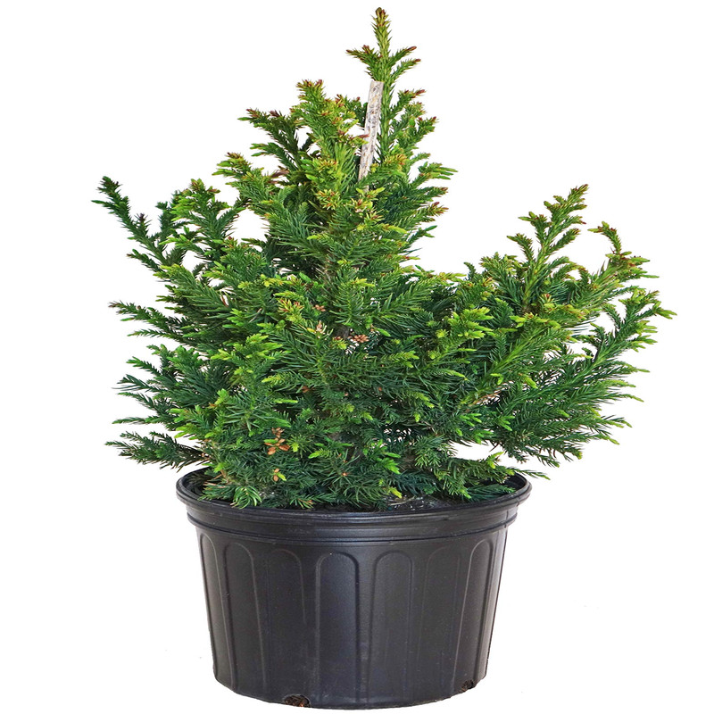 Green Promise Farms Cryptomeria Japonica Black Dragon Black Dragon Japanese