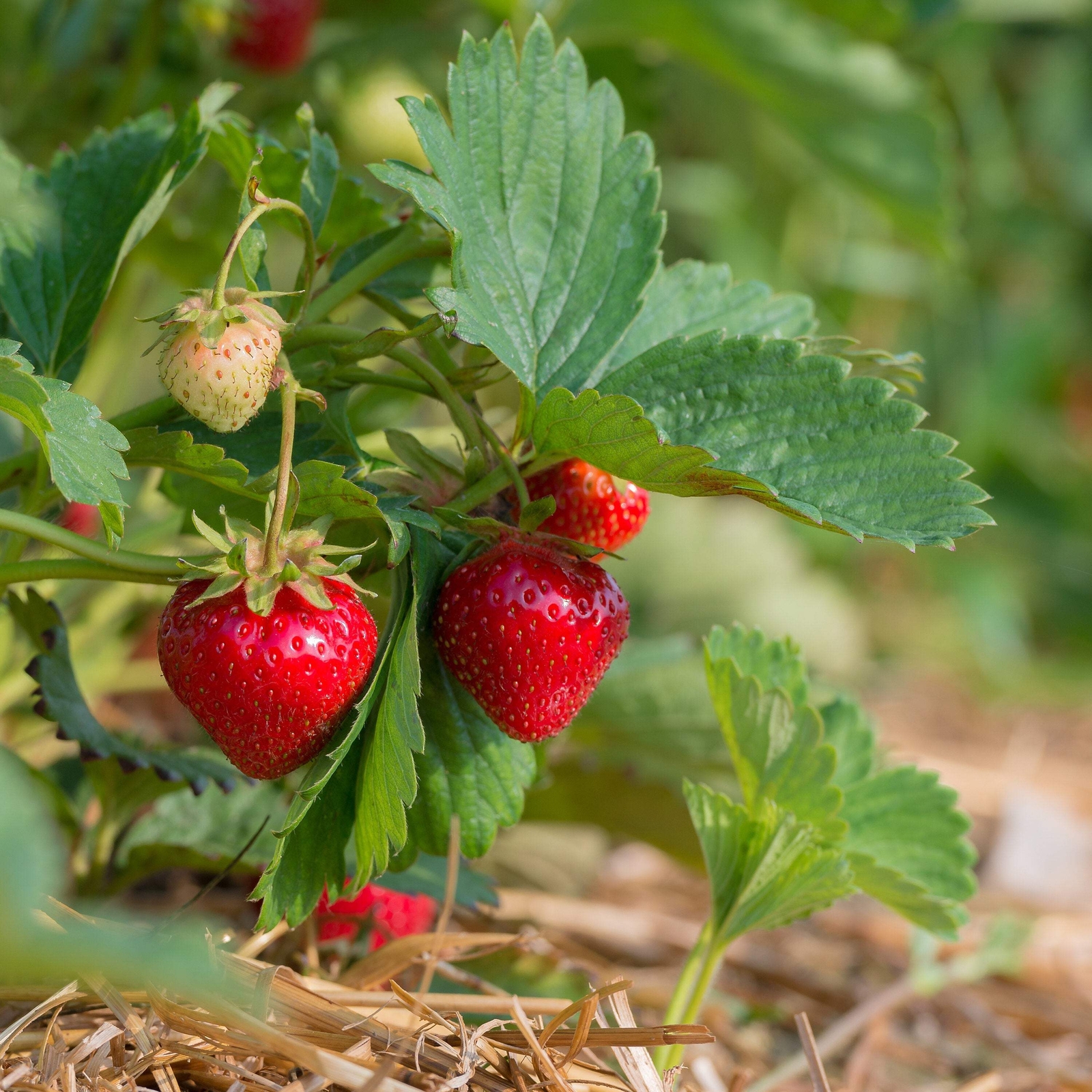 100 ALPINE STRAWBERRY Fragaria Vesca Red Fruit White Flower Seeds *Flat S/H
