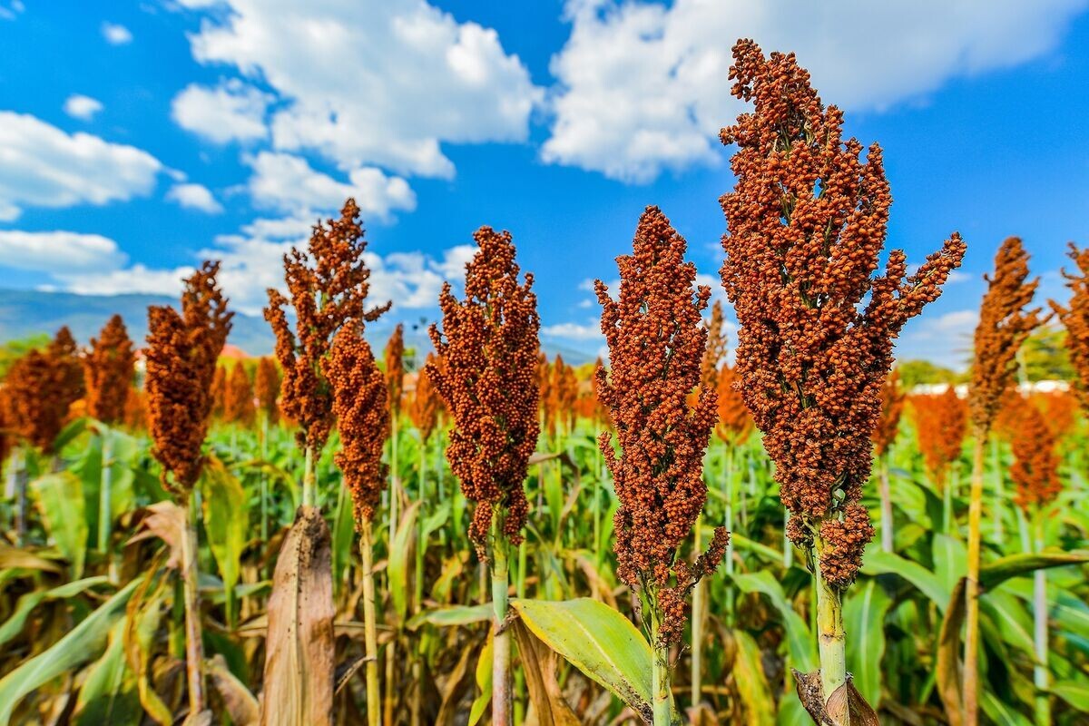 Giant Red Sorghum Seeds for Planting – 1000 seeds (Wildlife Forage)