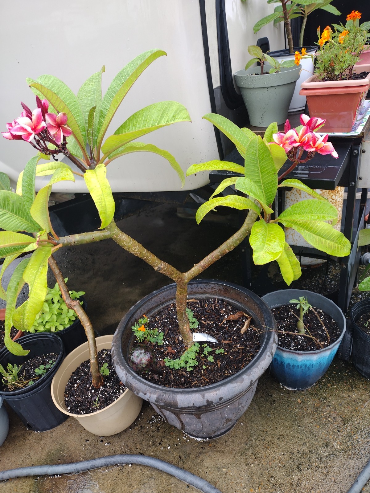 Plumeria Cutting 8″ INDIA (Named Cultivar) Very Fragrant And Prolific Bloomer