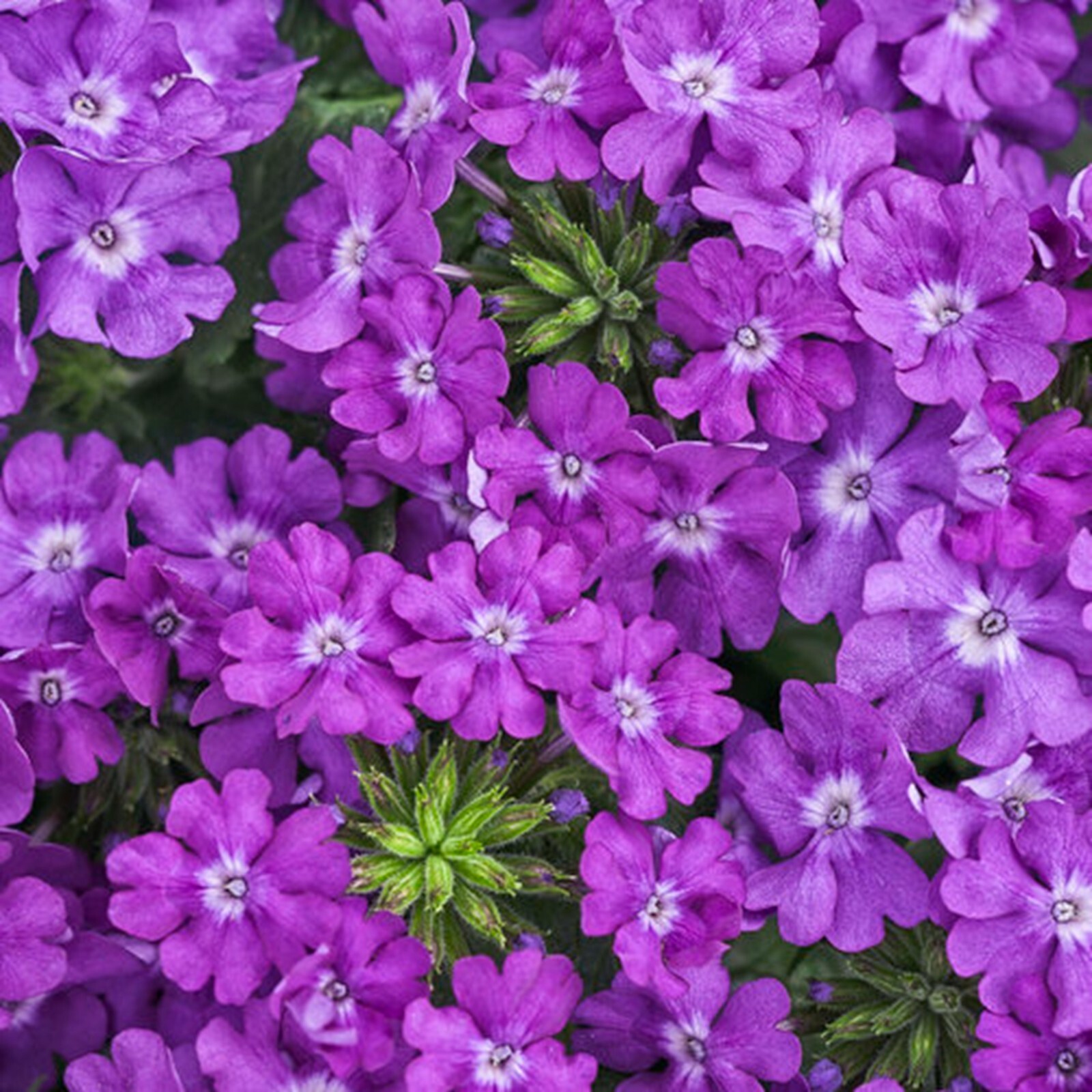50 Violet Ice Verbena Seeds Groundcover Tender Perennial Bees Seed Flower