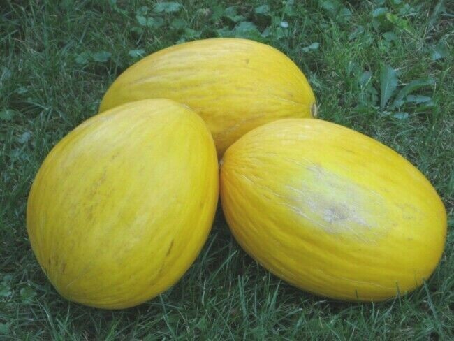 Crenshaw Melon Seeds 50+ Cantaloupe Fruit Heirloom NON-GMO USA FREE SHIPPING