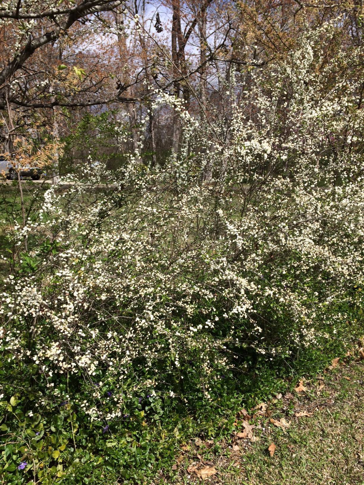 White Spirea Bush Tree 25 Seeds USA Seller