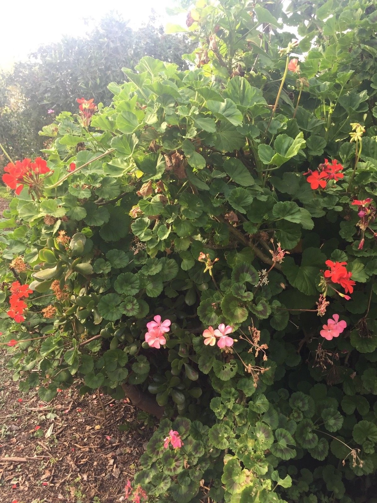 ORANGE RED PELARGONIUM ZONAL GERANIUM FRESH LIVE PLANT 5 X 6″ STARTER CUTTINGS