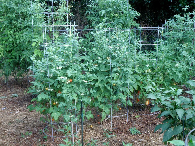 Tomato Seeds – Fantastic Hybrid, (Lycopersicon esculentum) 70 days