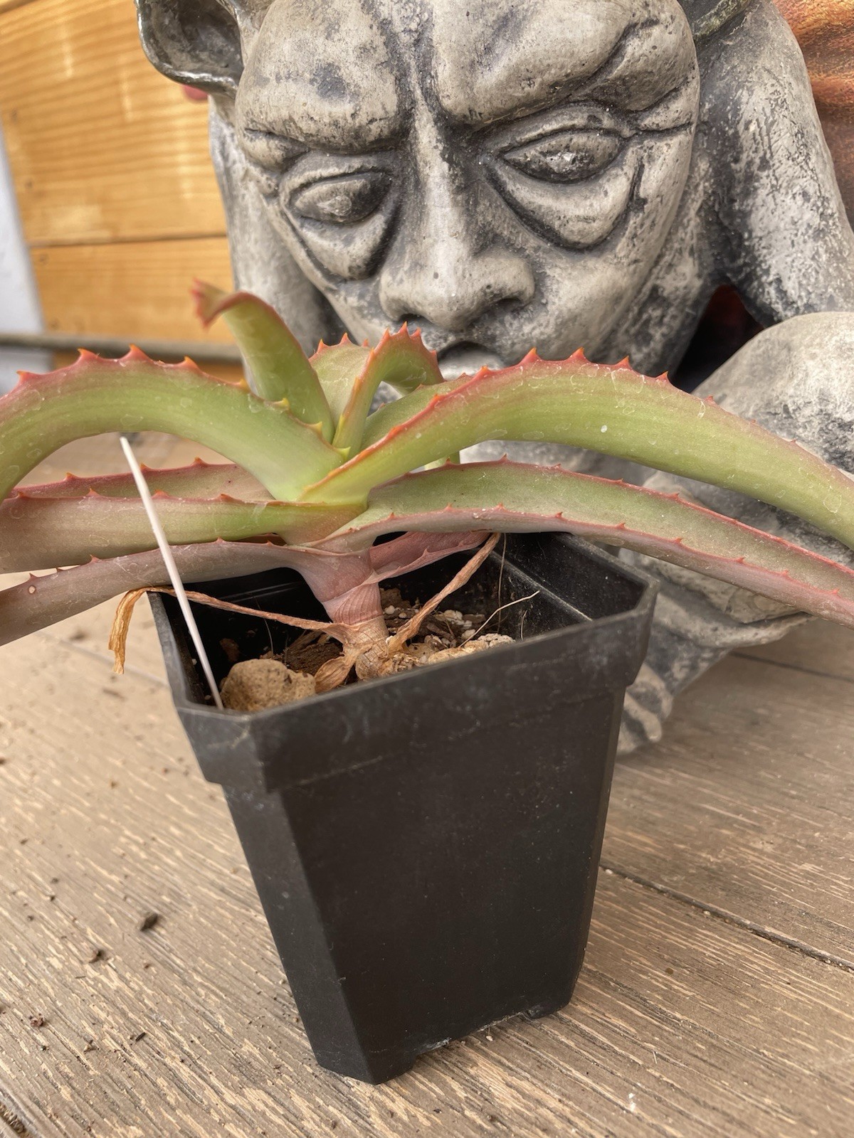 Aloe VANBALENII — rare OCTOPUS aloe seedling — SUPER NICE!!