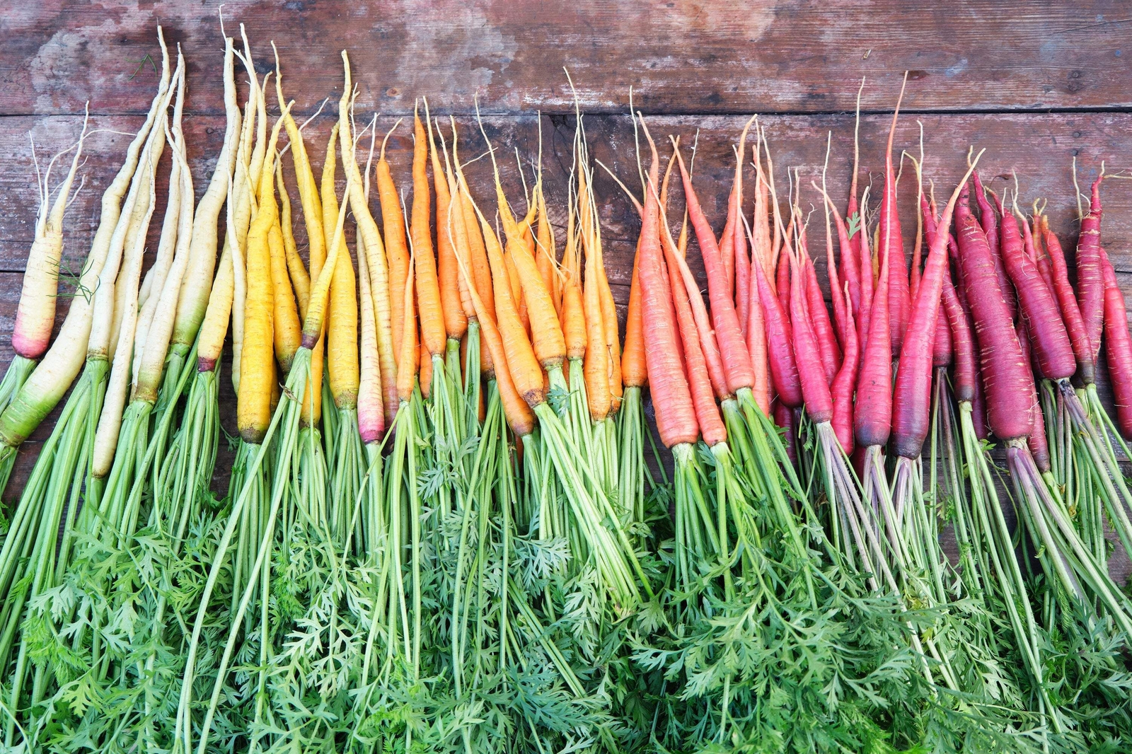 500 RAINBOW CARROT MIX White Red Yellow Purple Orange Daucus Carrota Seeds