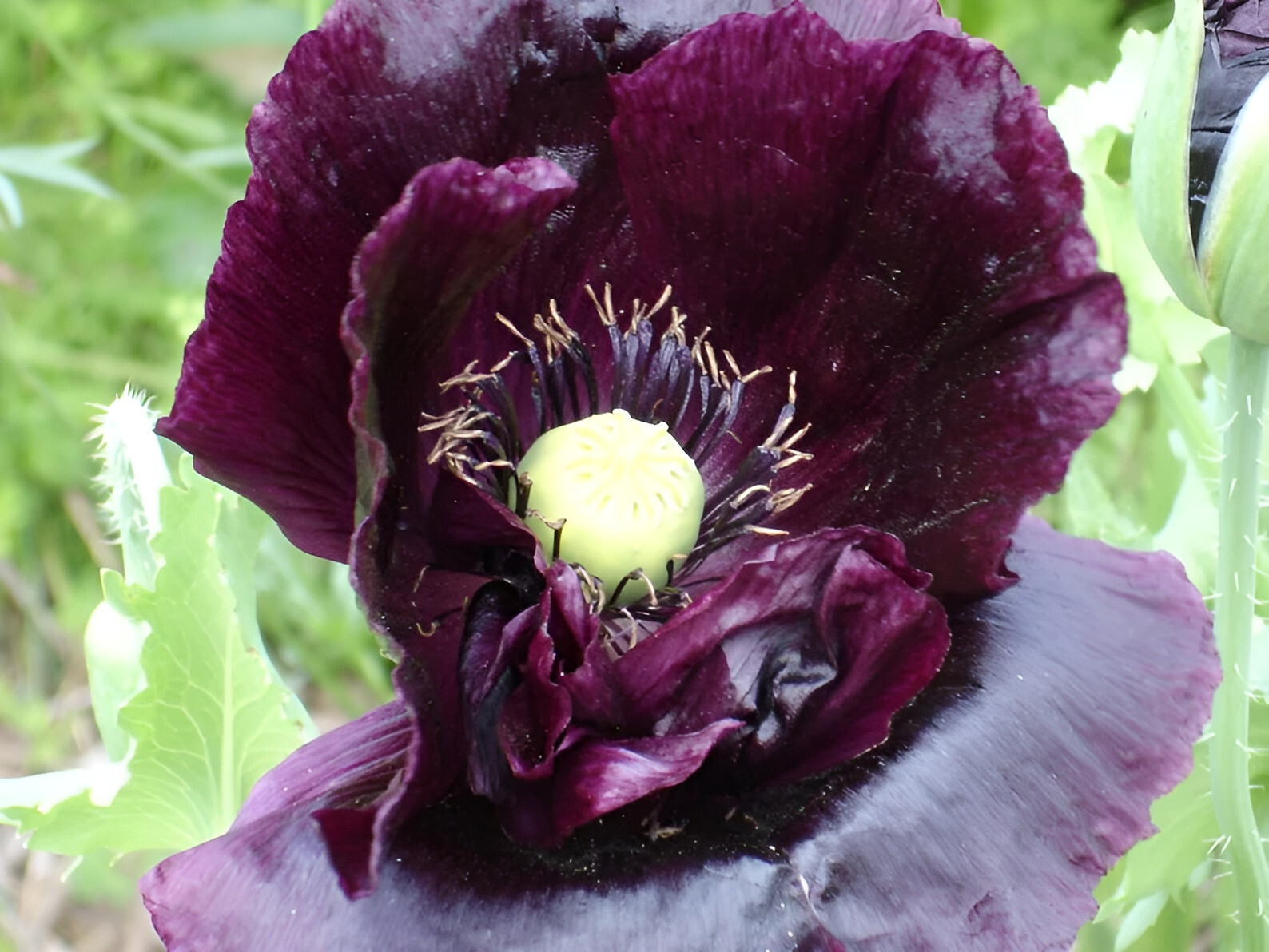 660 After Midnight Poppy Seeds – P. Somniferum –Dark Purple Breadseed Variety