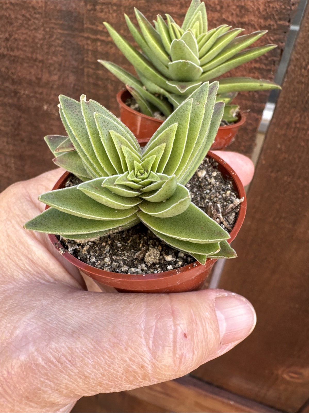 Crassula Capitella “Campfire” – Live Succulent – Rooted Plant