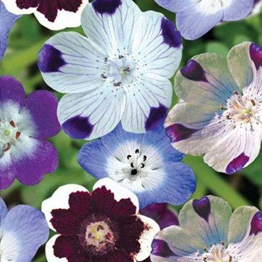 Nemophila MIXED COLORS Short 4-6″ Spring Bloomer Vibrant Non-GMO 200 Seeds!
