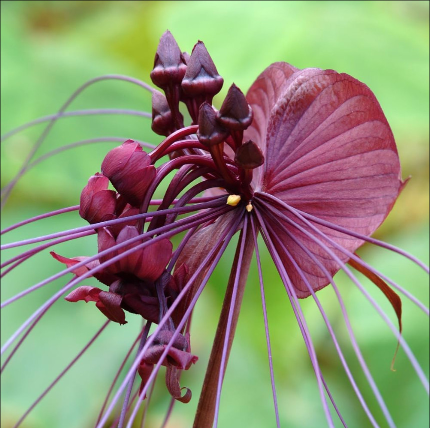 Set 2 Black Tacca Live Starter Plants, size 2″Pot, Black Bat Flower, Ship No Pot