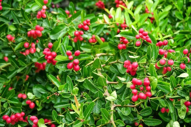 Carissa carandas | Bengal Currant | Christs Thorn | Carandas Plum | | 10_Seeds