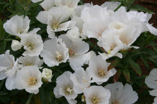 White Godetia Flower Seeds, Native Wildflower, Clarkia amoena,