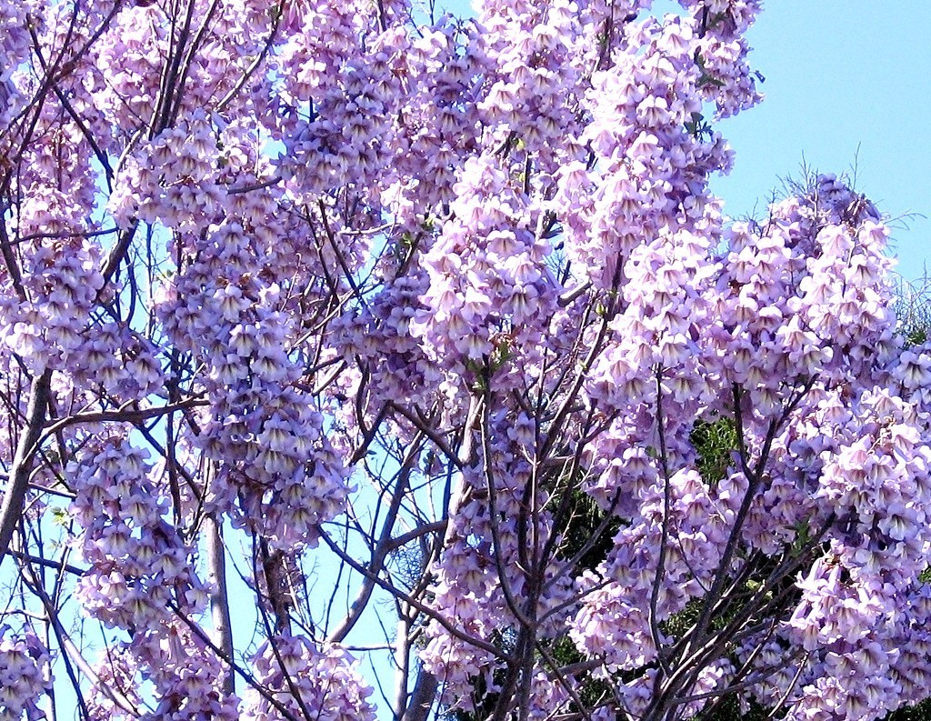 Paulownia Elongata exotic royal empress flowering tree wood bonsai seed 10 seeds