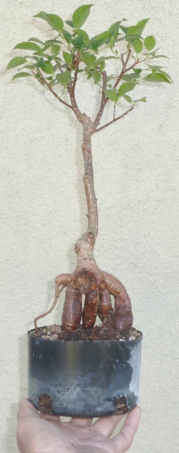 Tiger Bark Ginseng Ficus Microcarpa Pre Bonsai Dwarf Shohin Fat Trunk