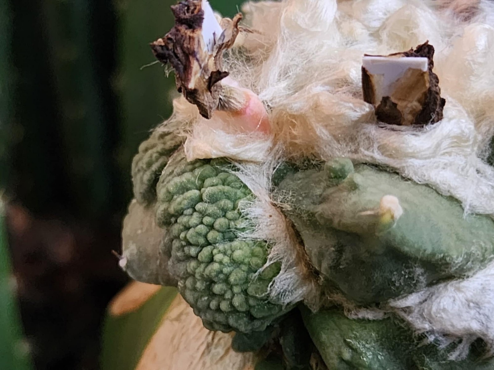 Ariocarpus retusus Cv Cauliflower – 20 Seeds C