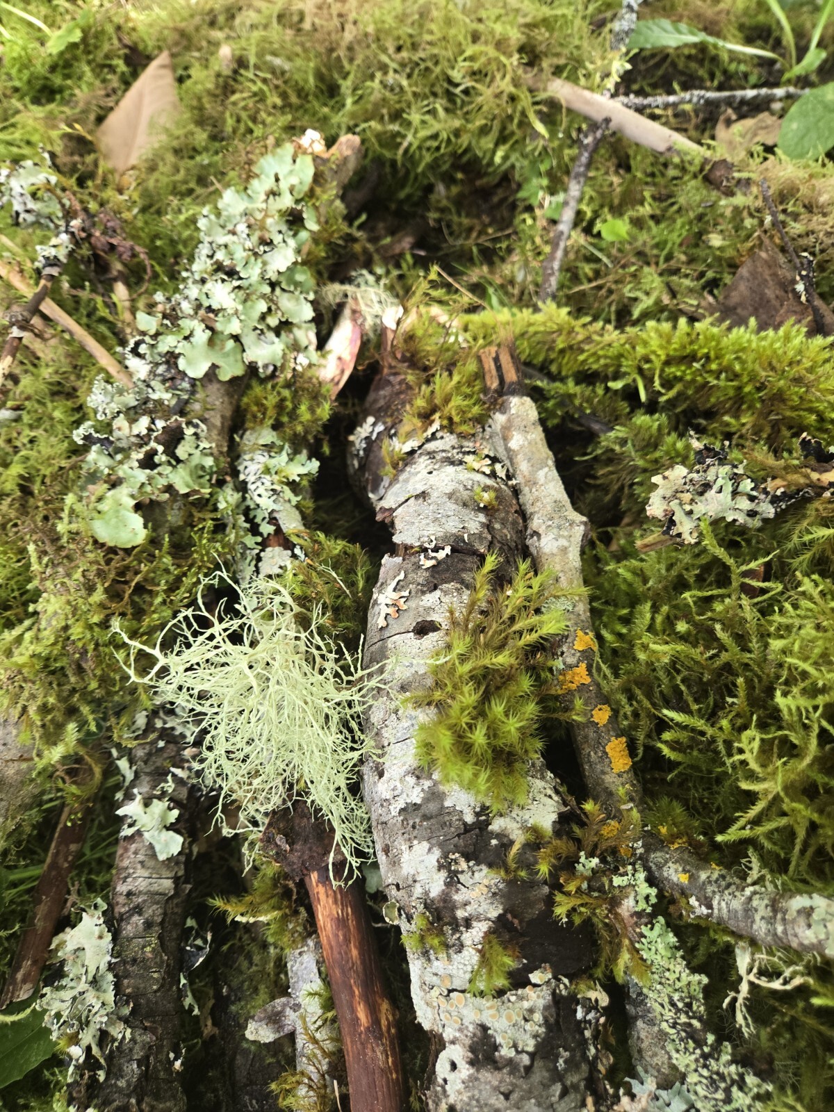 Live Moss & Lichen Sticks,Bark Pieces,Twigs~Fairy Garden,Terrarium,Isopods