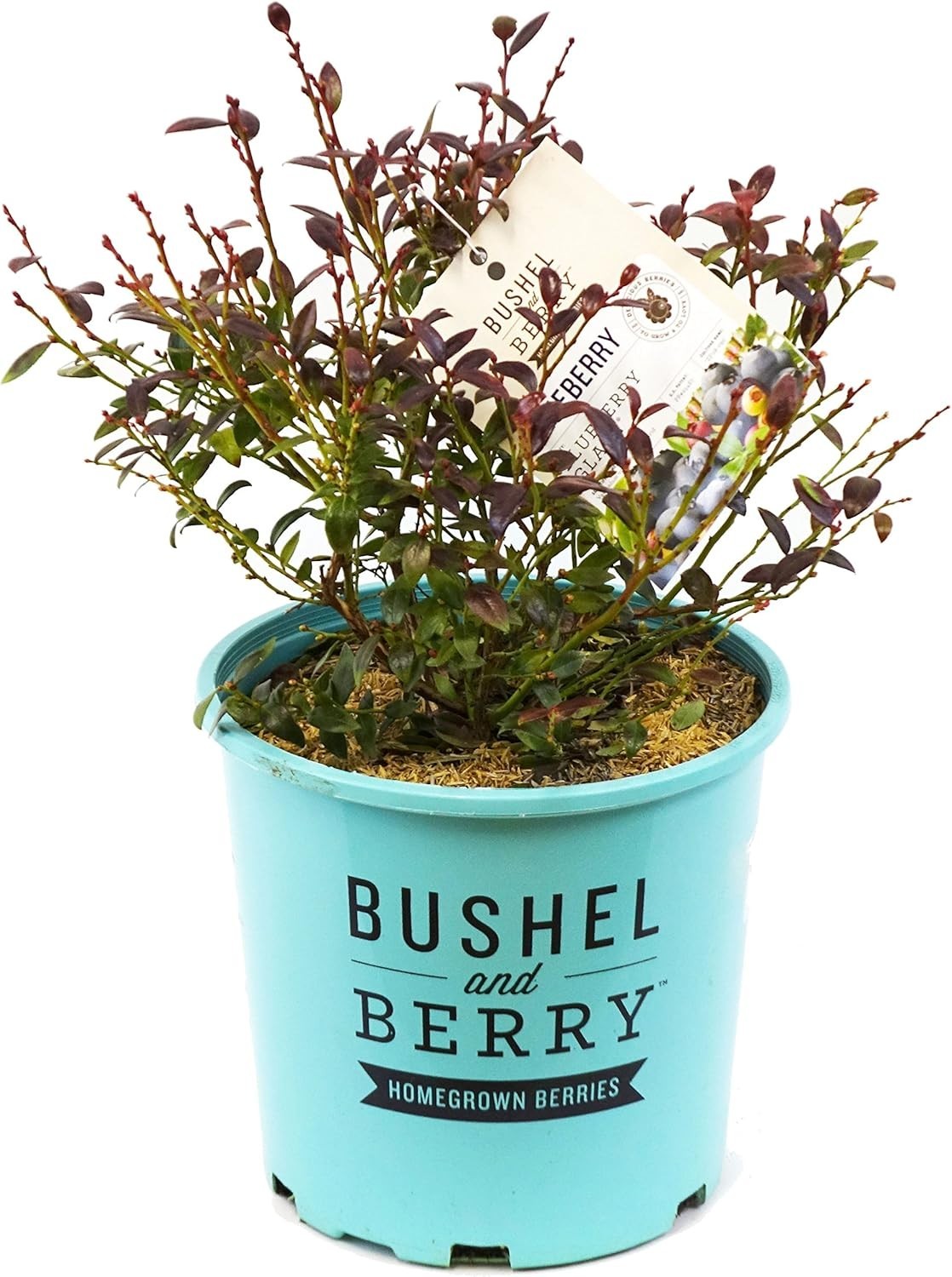 Blueberry Shrub 2-3 ft in Size Container with Dark Green Leaves Blueberry Glaze