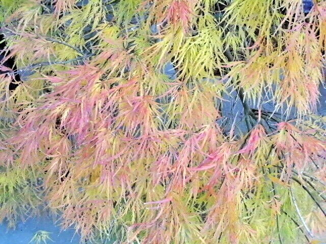 15 WATERFALL JAPANESE MAPLE SEEEDS – Acer palmatum ‘Waterfall’