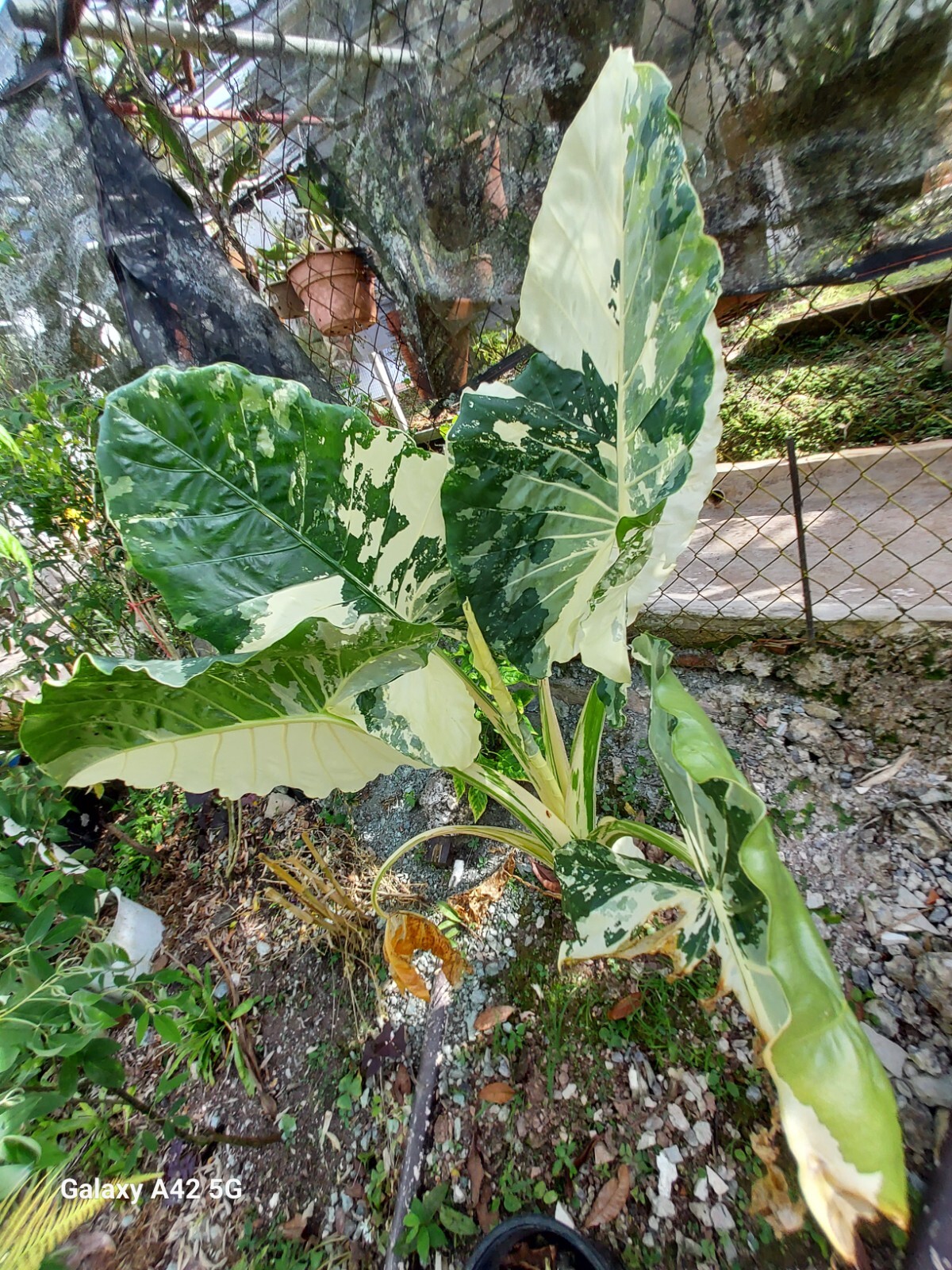 1 baby 3″ Alocasia Variegated White Green Starter Plant Elephant Ear (No HI, CA)
