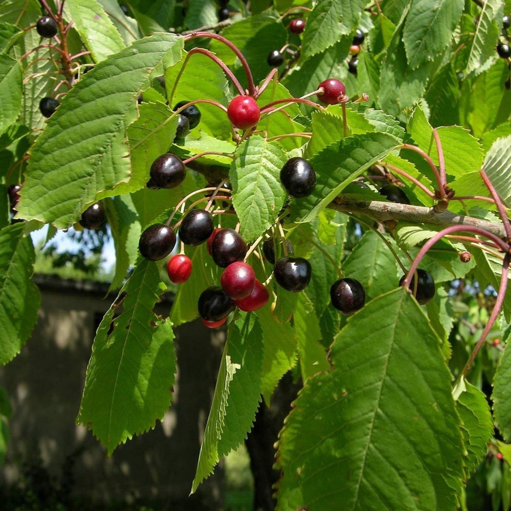 BLACK CHERRY Prunus Serotina 10,20 SEEDS