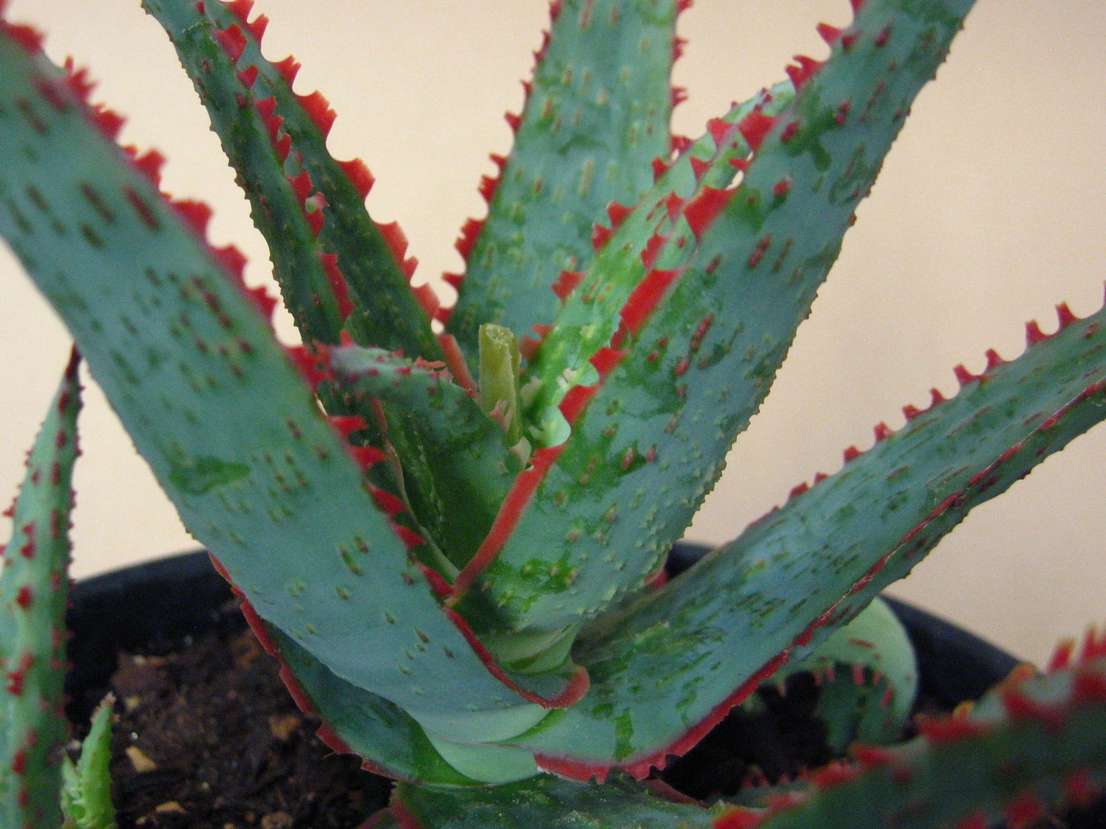 Aloe “Dracula’s Blood” Hybrid — Rare Succulent With 4 Offsets SUMMER SALE!!