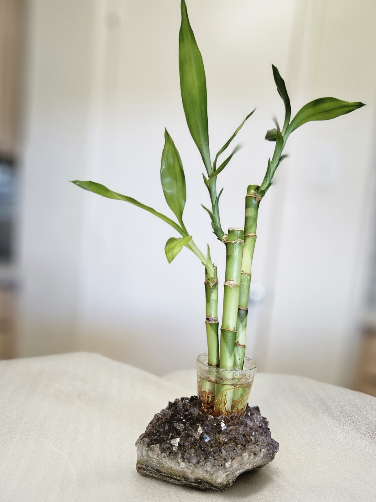 3 Live Lucky Bamboo 4″6″8″ FREE Dog Treats, Indoor Perennial Plants