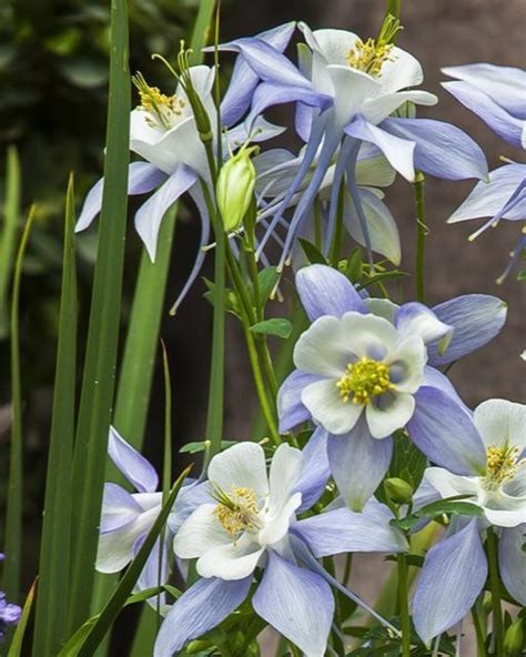 EARLY BIRD BLUE AND WHITE COLUMBINE Aquilegia LIVE PLANT 12+ INCHES
