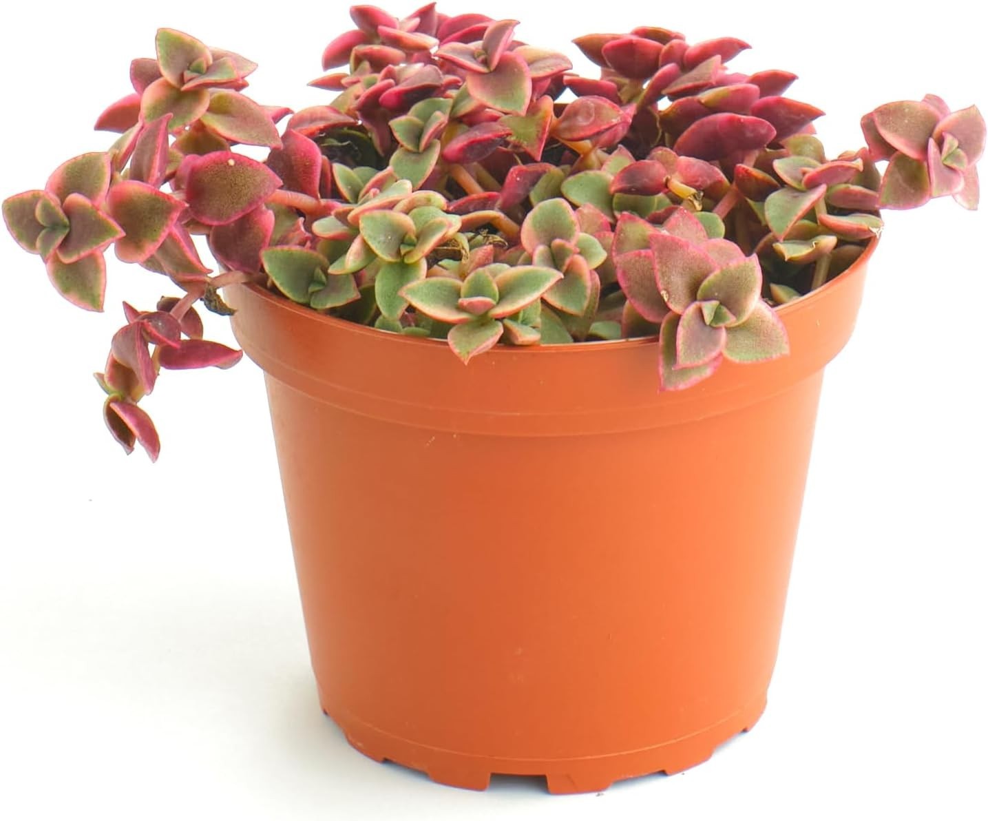 4″ Crassula Pellucida Variegata – Low Maintenance Calico Kitten Succulent