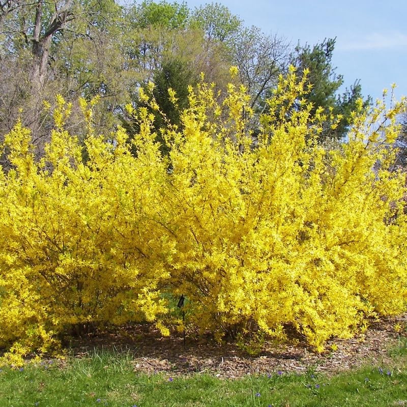 Lynwood Gold Forsythia Bush 6-12 Inch Tall, Fragrant Flower in Pot