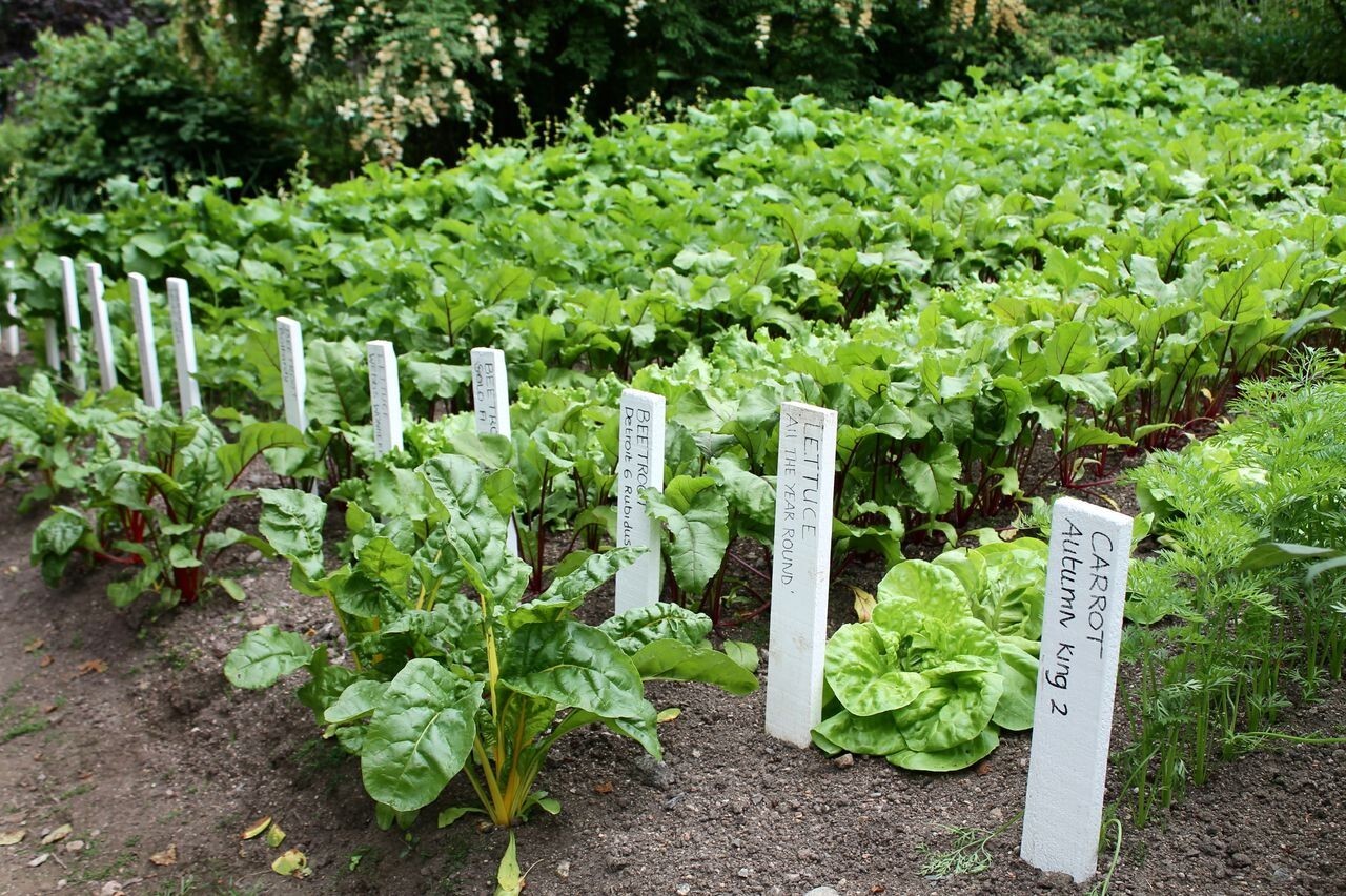 Romanesco Broccoli ORGANIC NON-GMO open pollinated garden planting!