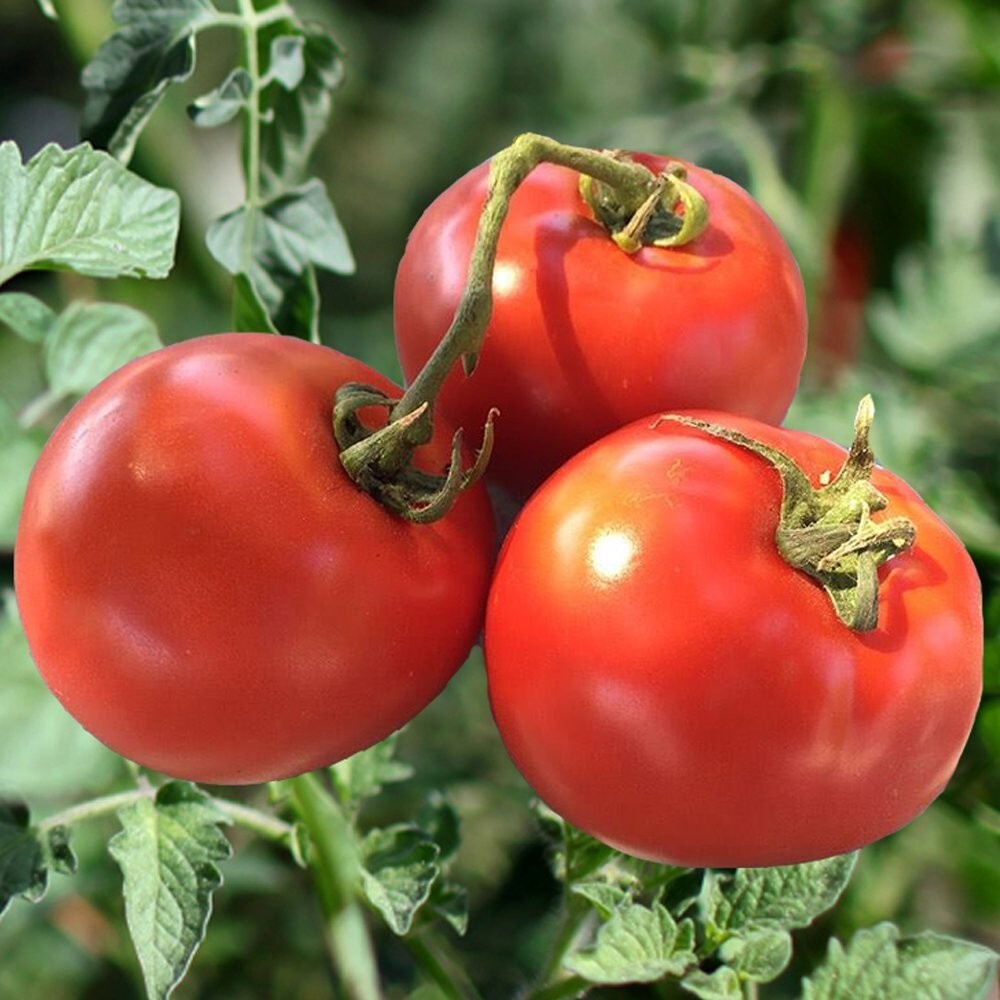 240+ Homestead Tomato Seeds ———– HEIRLOOM – NON GMO — DROUGHT RESISTENT