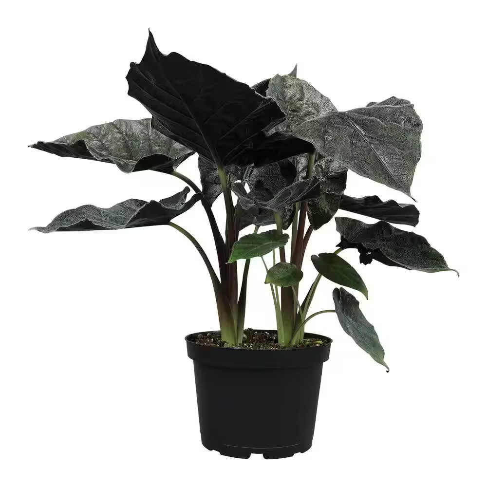 Antoro Velvet Alocasia Air Purifying Indoor Houseplant in 6 In. Grower Pot