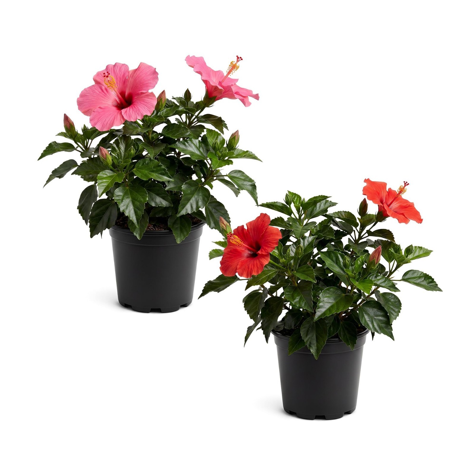 Tropical Hibiscus Plants – Assorted Colors, Live Flowering, 10″ Tall, 2 Pack