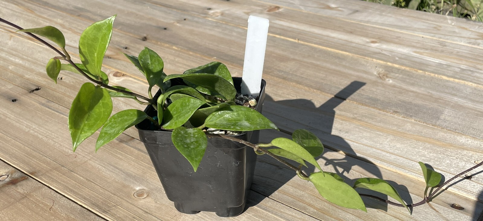 Hoya Limoniaca RARE! Exact Plant! Rooted – Grown In 3.5″ pot – Very Healthy