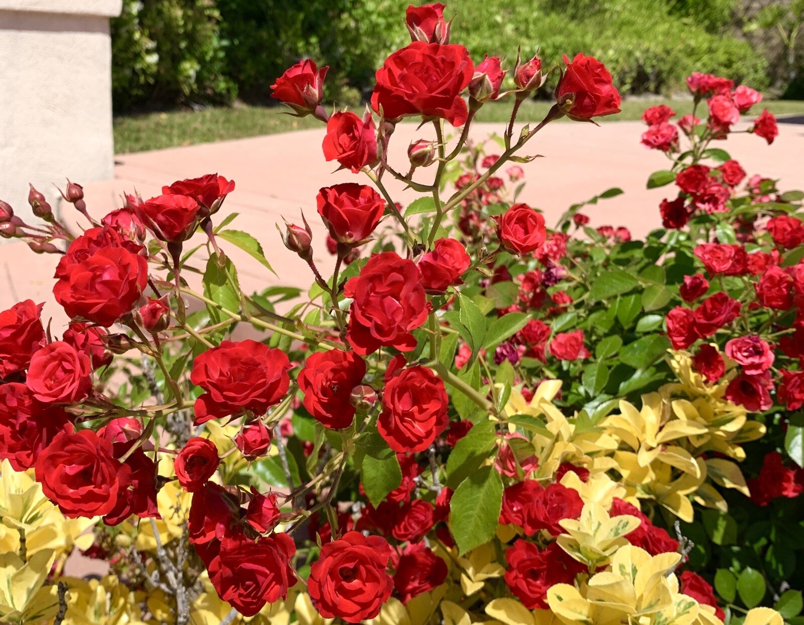 Red Drift Rose – Groundcover – 15 Seeds 2024 – US seller