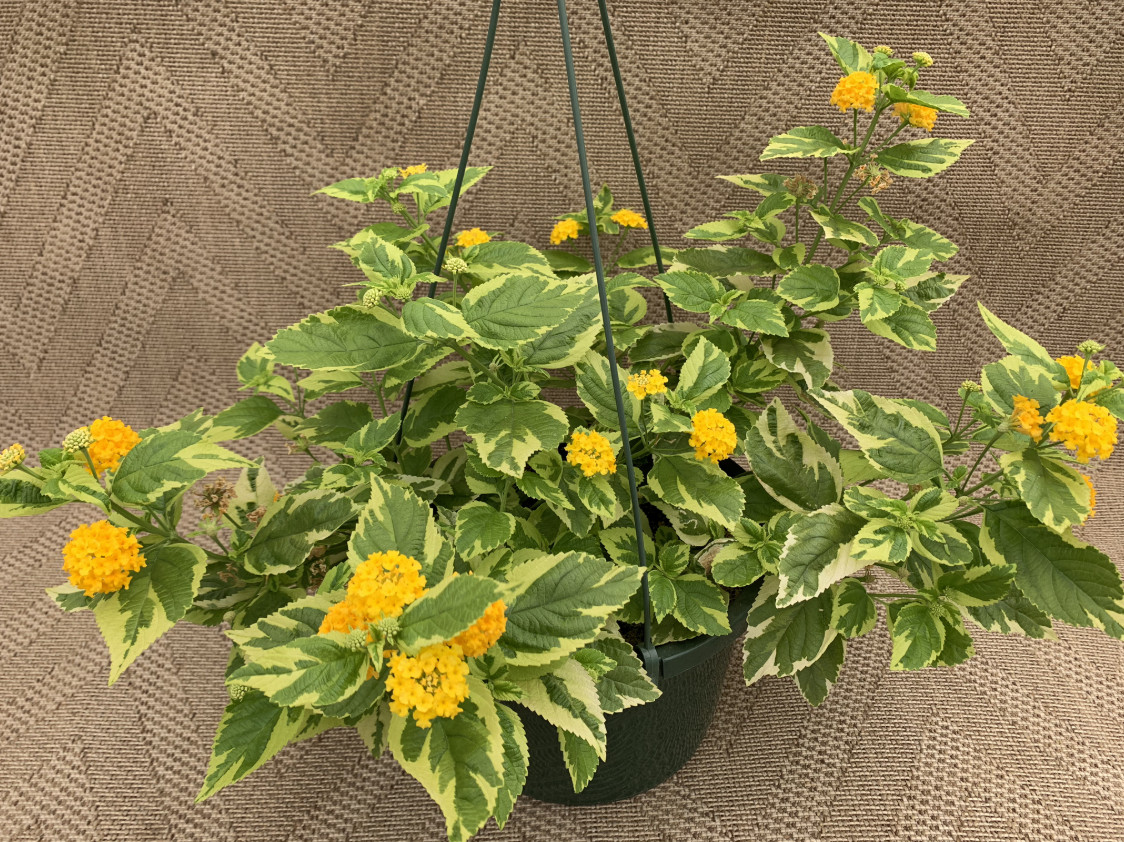 Samantha Variegated Lantana Plug Plant – 2-4″ Tall – Variegated Pollinator Plant
