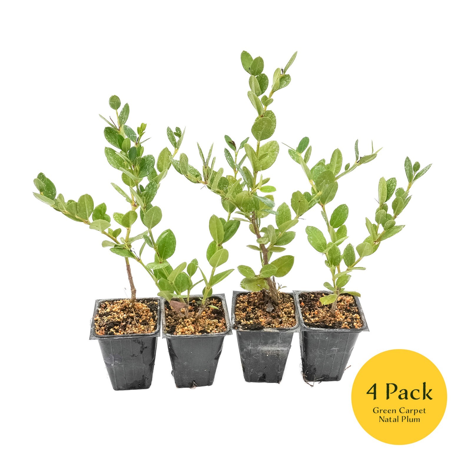 Green Carpet Natal Plum in 3.5″ Nursery Cubes | Carissa ‘Green Carpet’ Plants