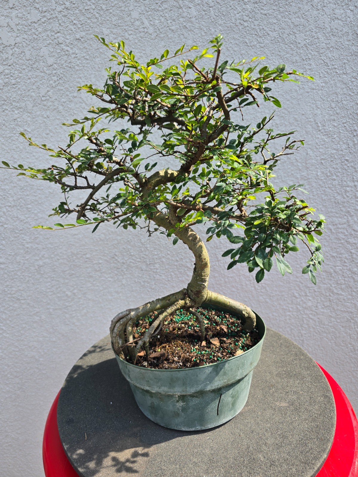Chinese Elm bonsai large #1