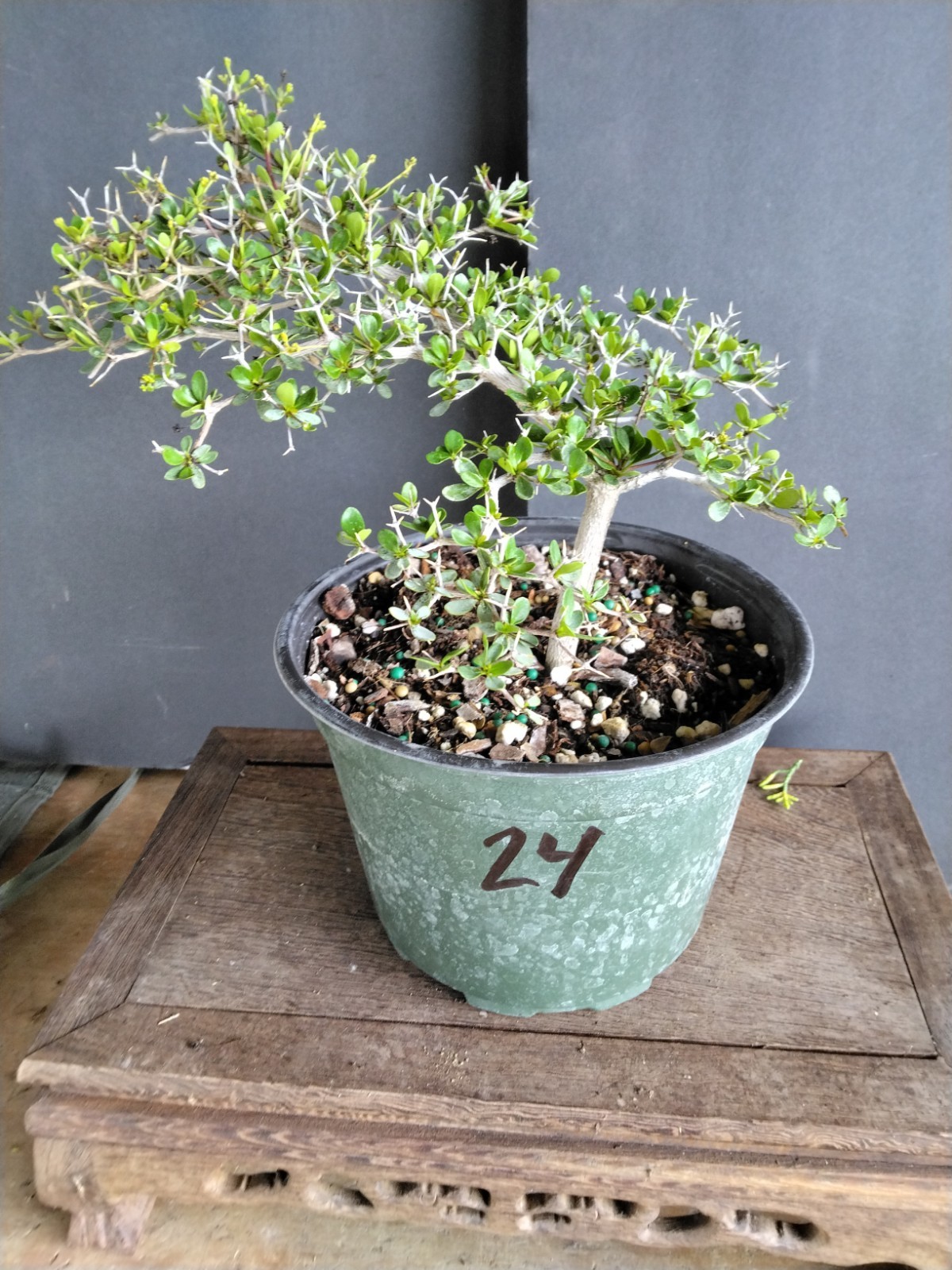 Black Olive Pre Bonsai
